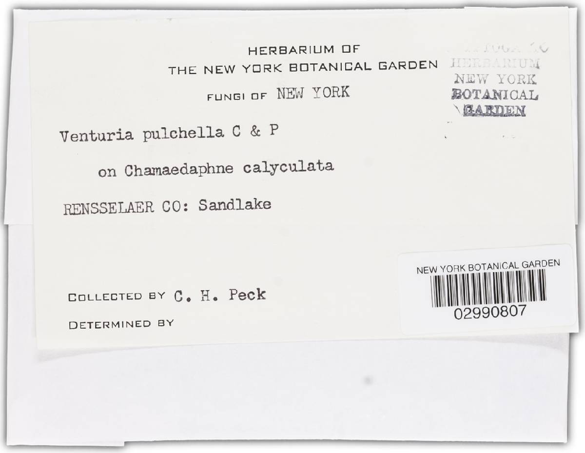 Gibbera pulchella image