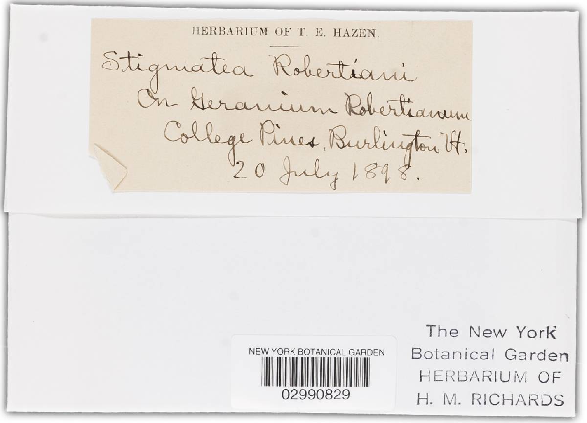 Coleroa robertiani image