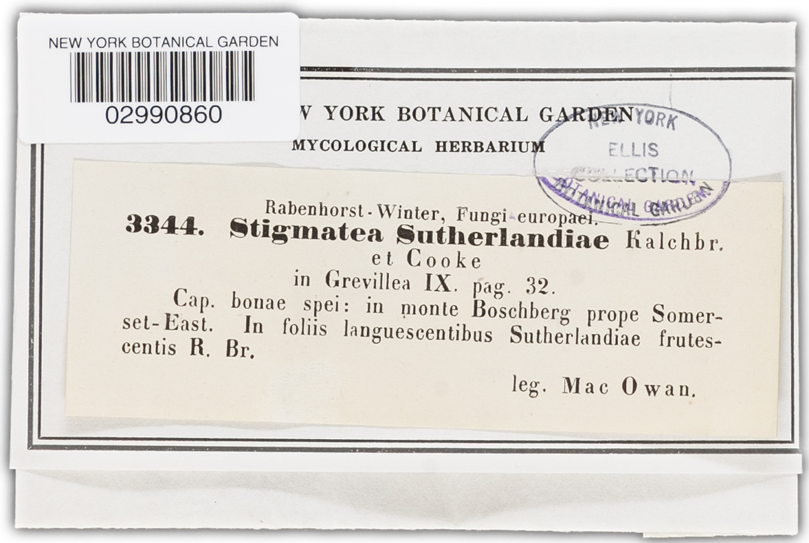 Stigmatula sutherlandiae image