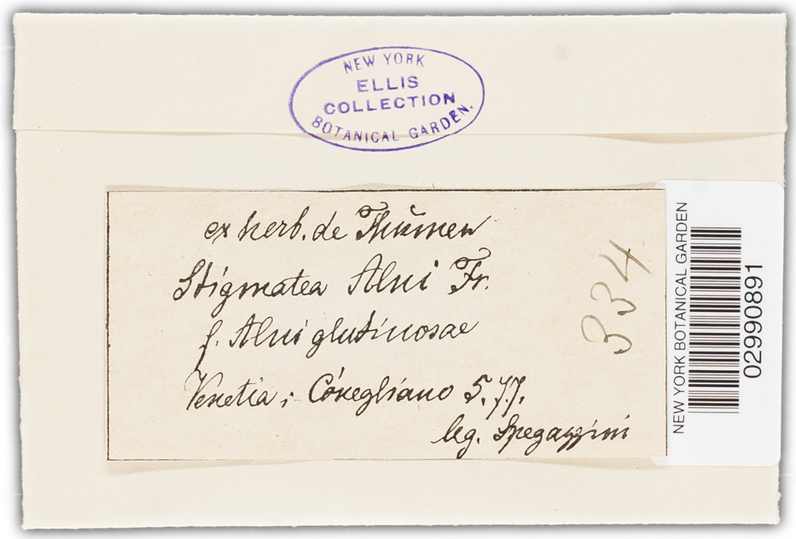 Venturia alnea image