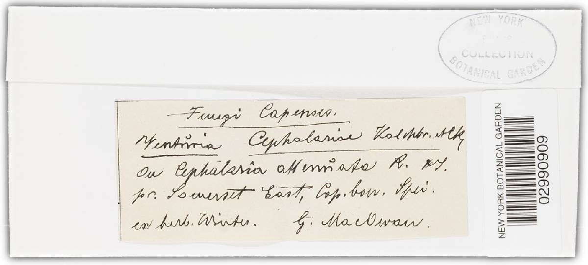 Venturia cephalariae image