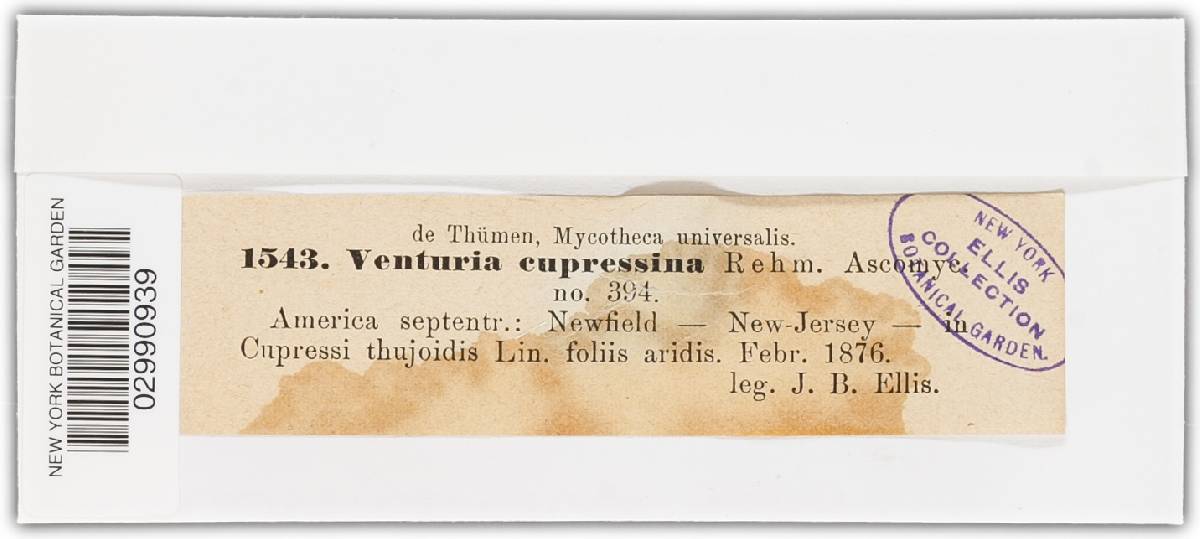 Venturia cupressina image