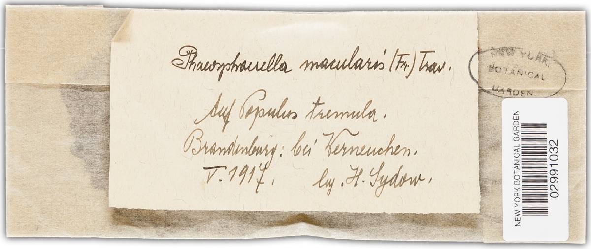 Venturia macularis image