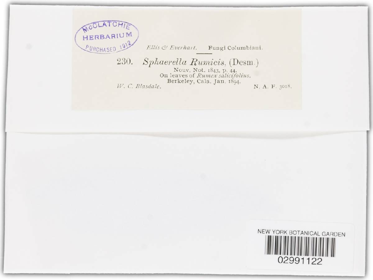Venturia rumicis image