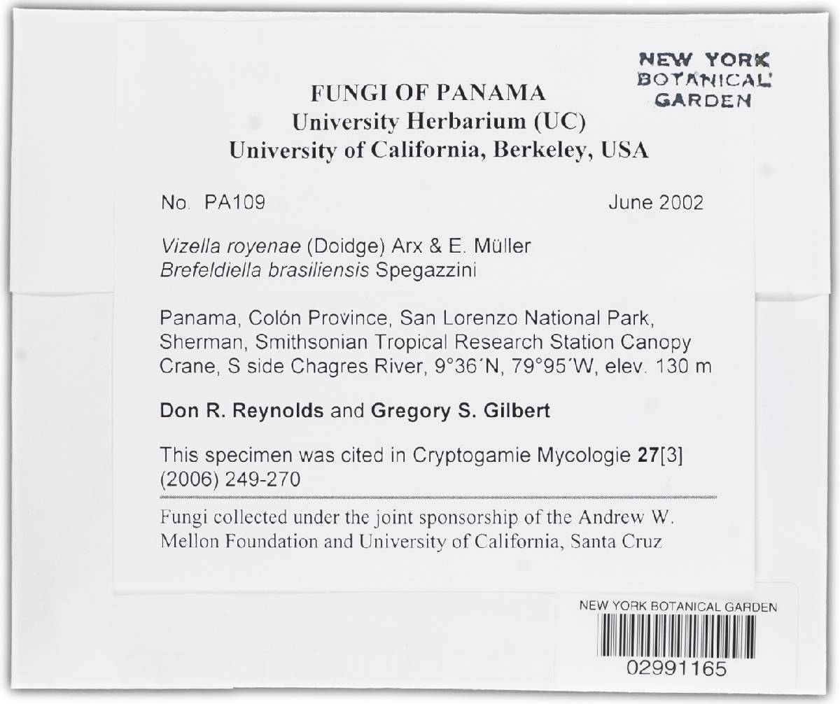 Vizella royenae image