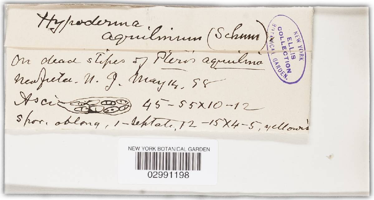 Hypoderma aquilinum image