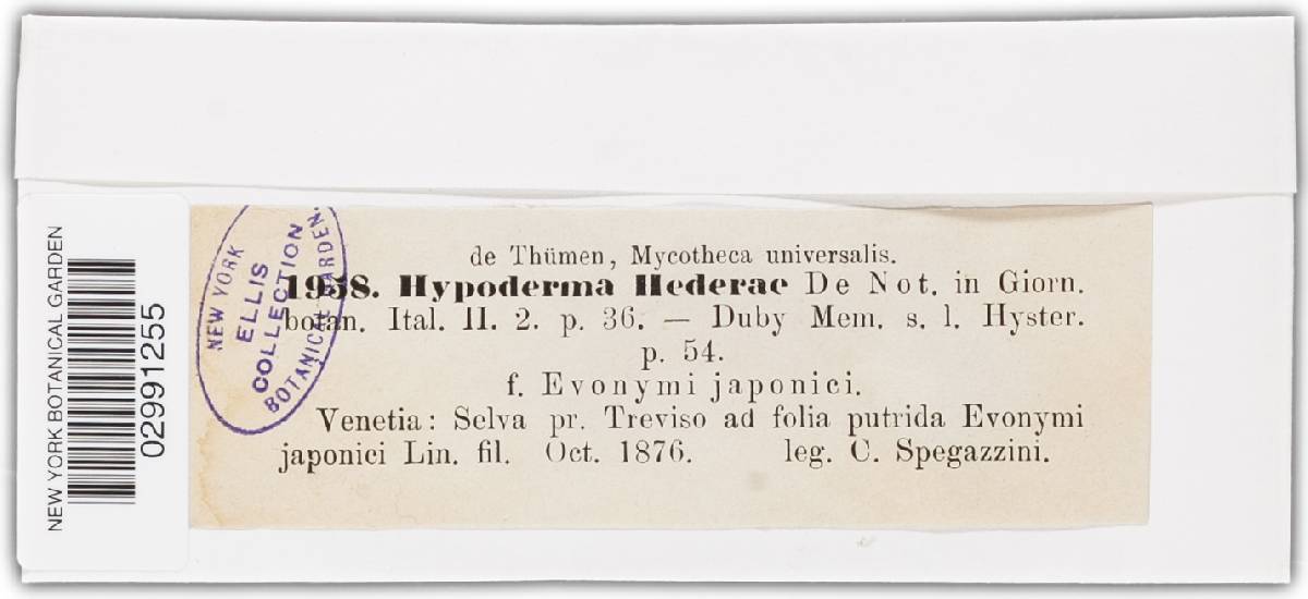 Hypoderma hederae image