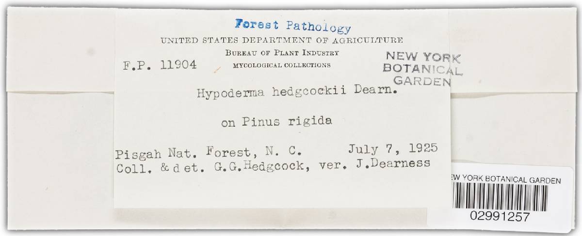 Ploioderma hedgcockii image