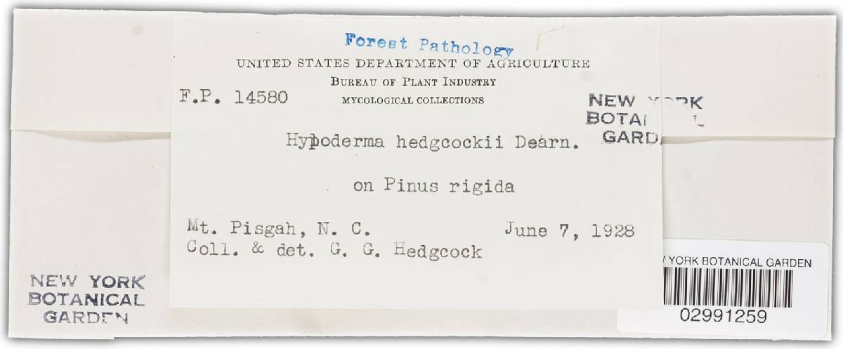 Ploioderma hedgcockii image