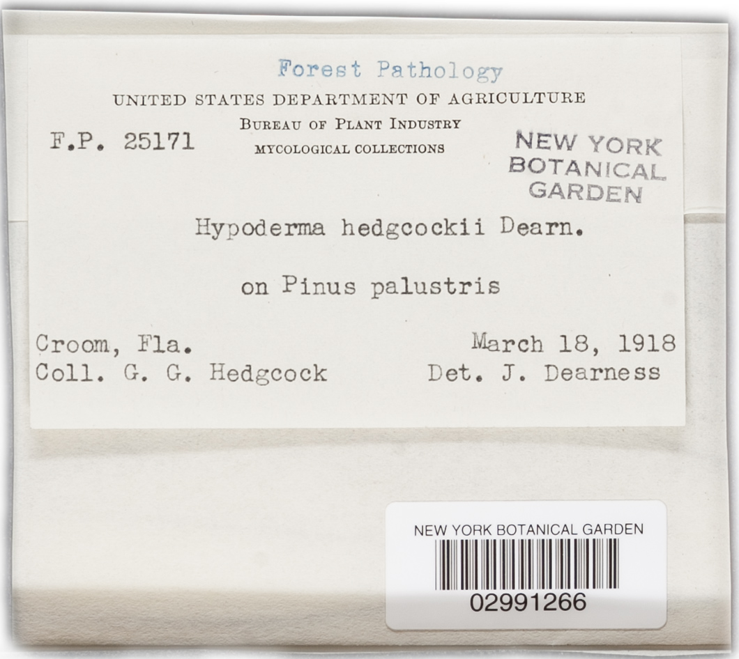 Ploioderma hedgcockii image