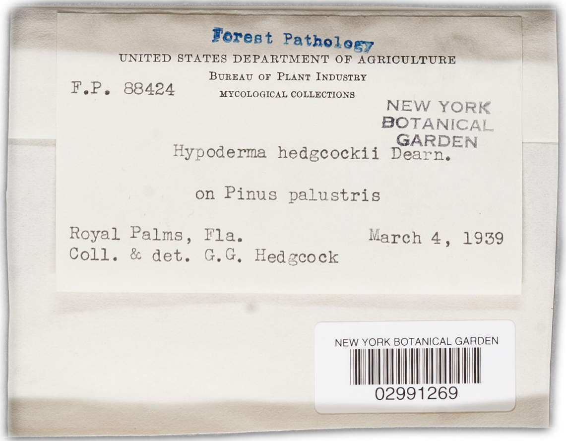 Ploioderma hedgcockii image