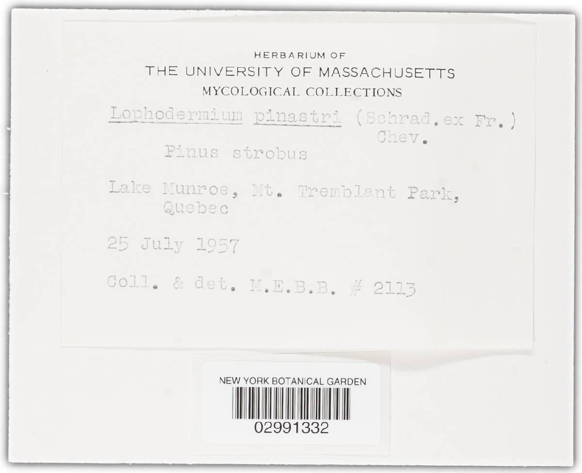 Lophodermium pinastri image