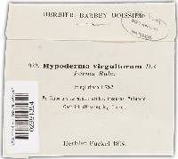 Hypoderma virgultorum image