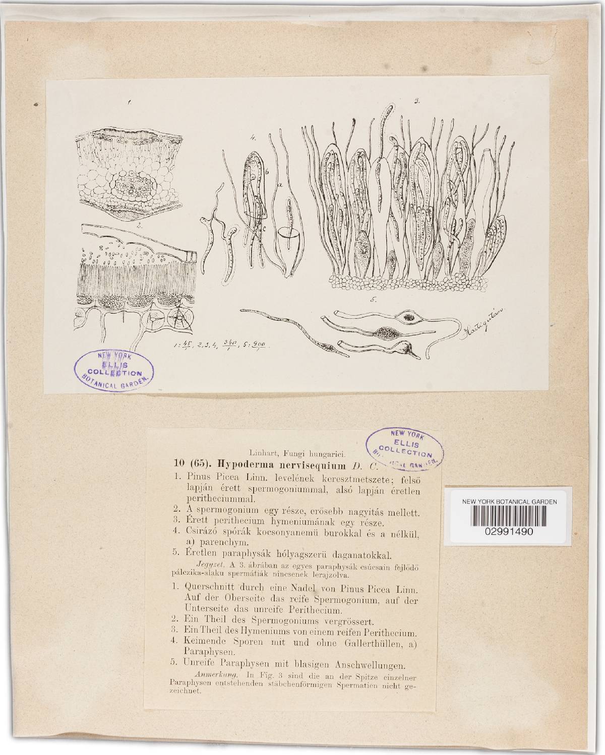 Hypodermella nervisequia image