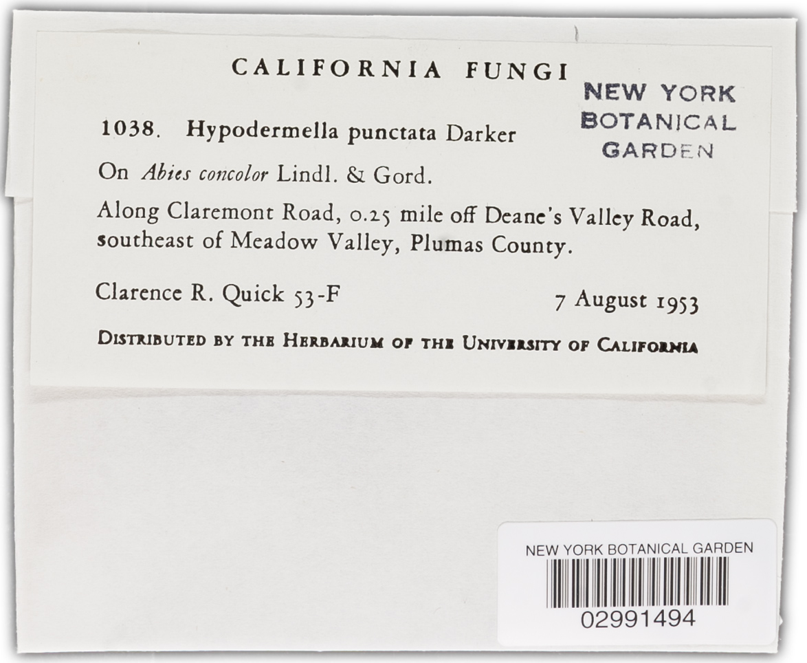 Hypodermella punctata image