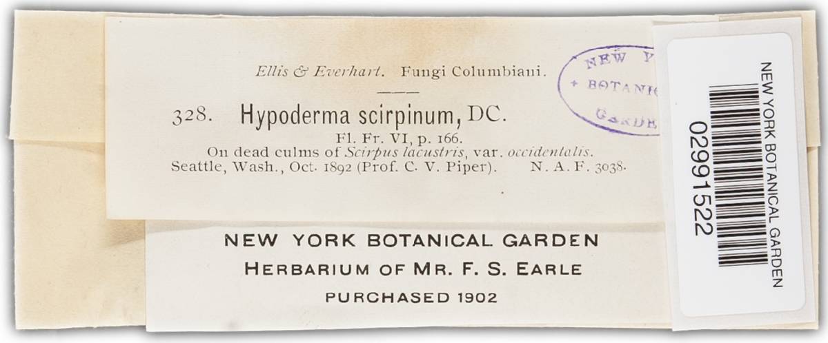 Hypohelion scirpinum image