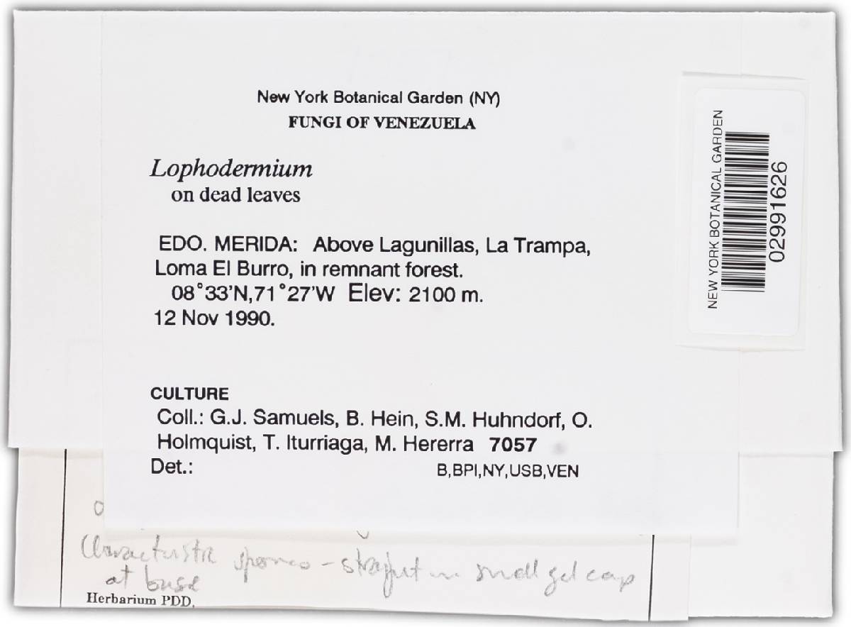 Lophodermium agathidis image