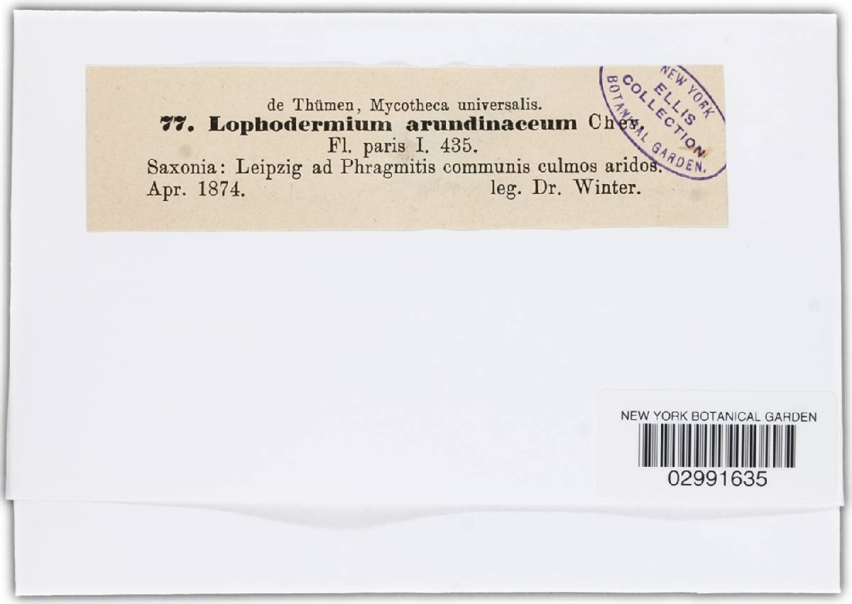 Lophodermium arundinaceum image