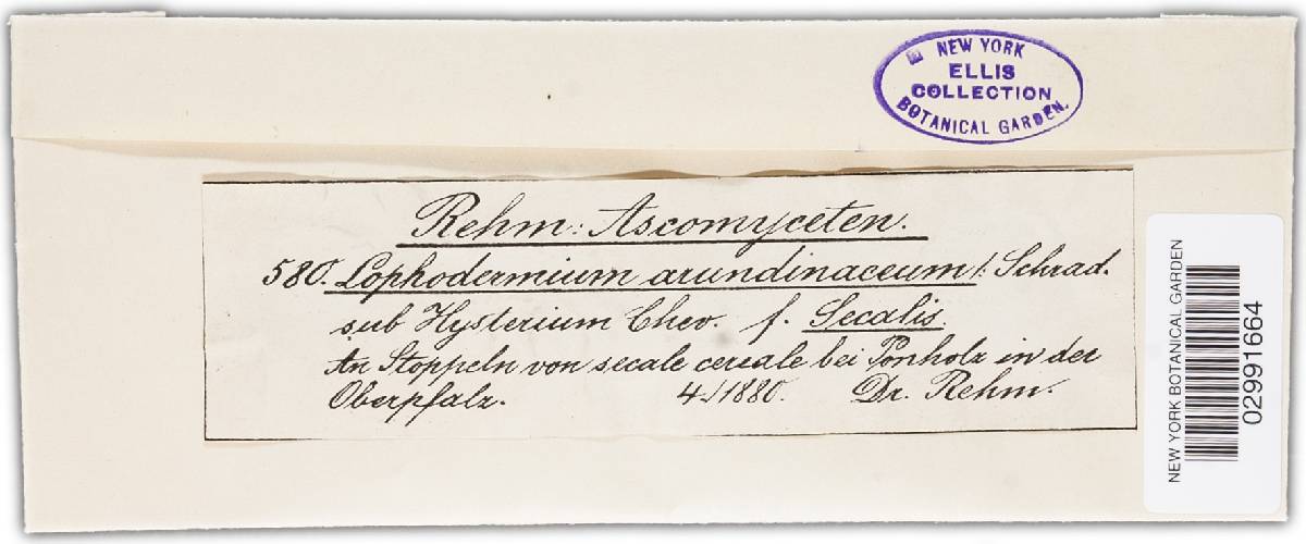 Lophodermium arundinaceum image