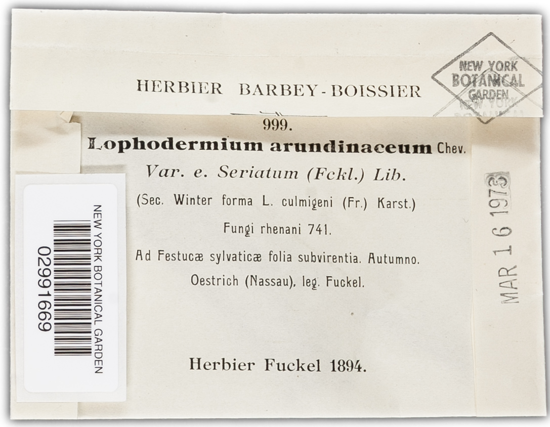 Lophodermium arundinaceum image