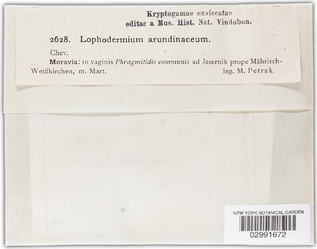Lophodermium arundinaceum image