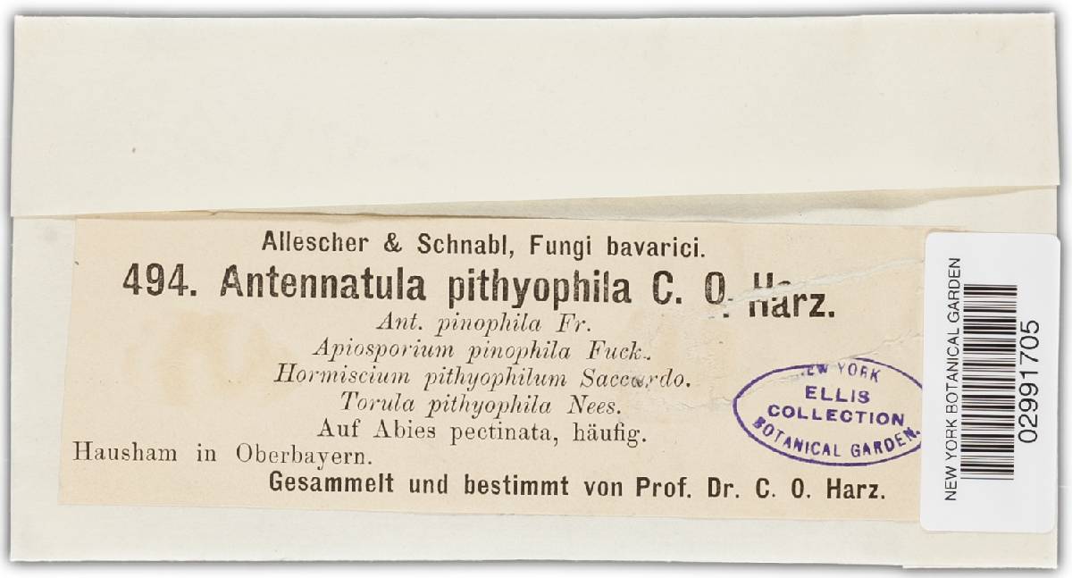 Antennatula pinophila image