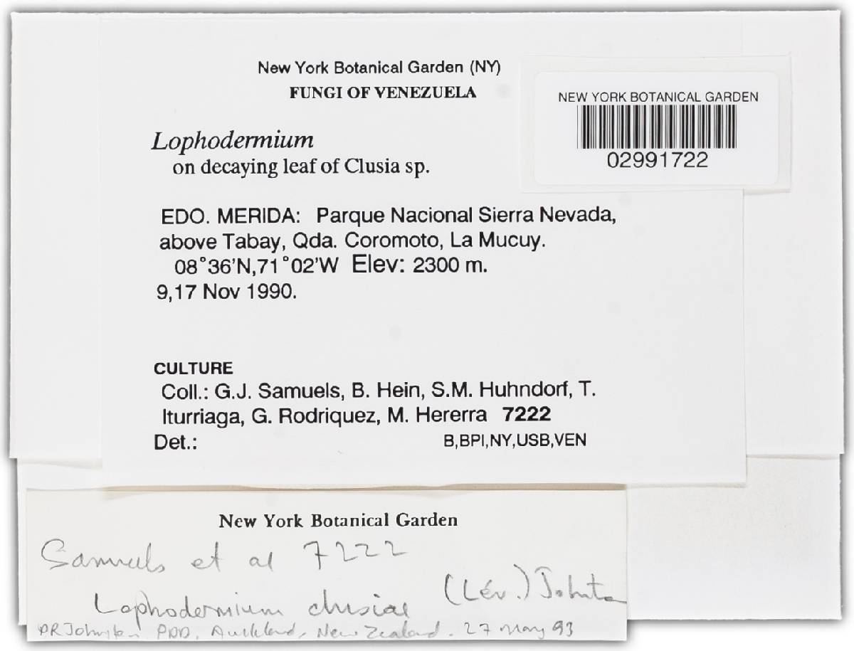 Lophodermium clusiae image