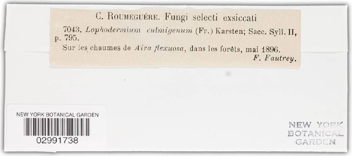 Lophodermium culmigenum image