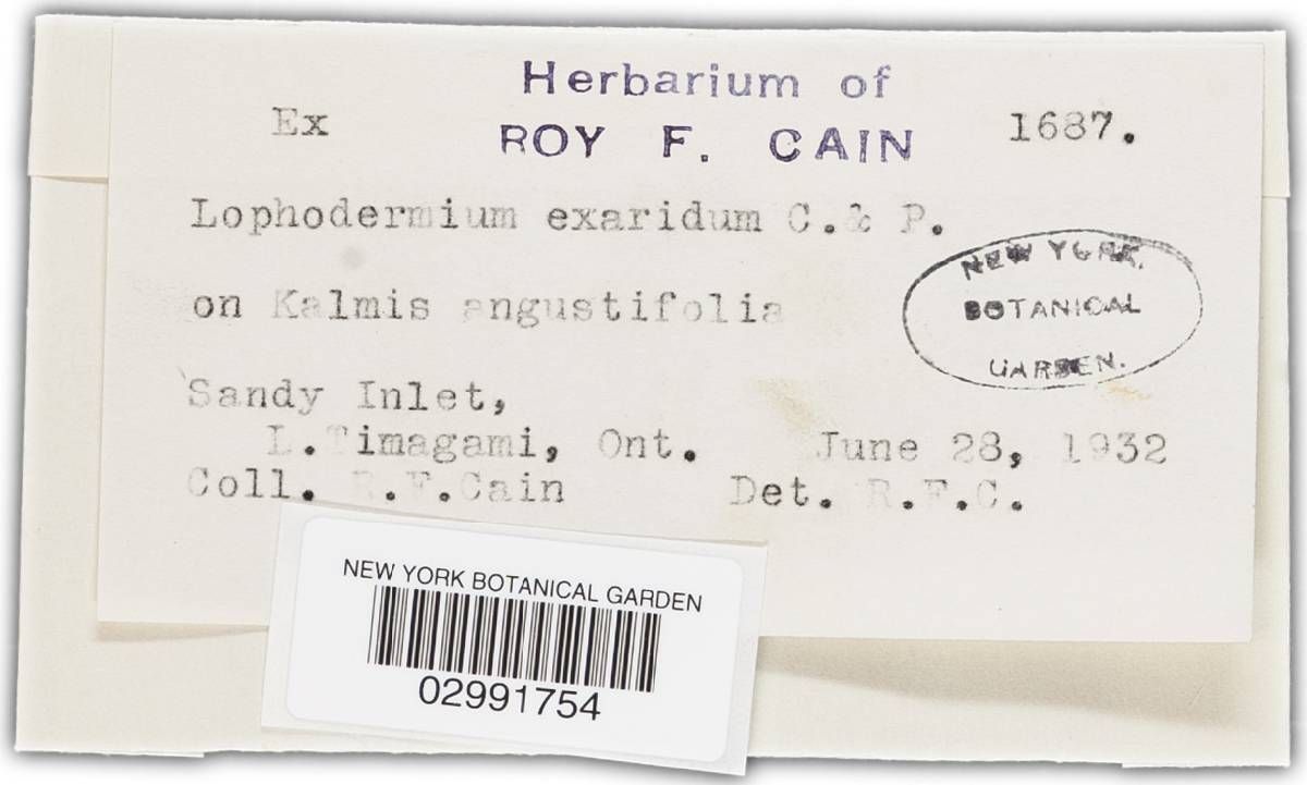 Lophodermium exaridum image