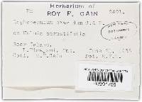 Lophodermium exaridum image