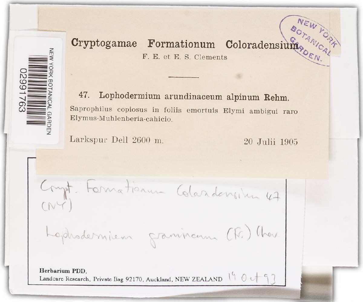 Lophodermium gramineum image