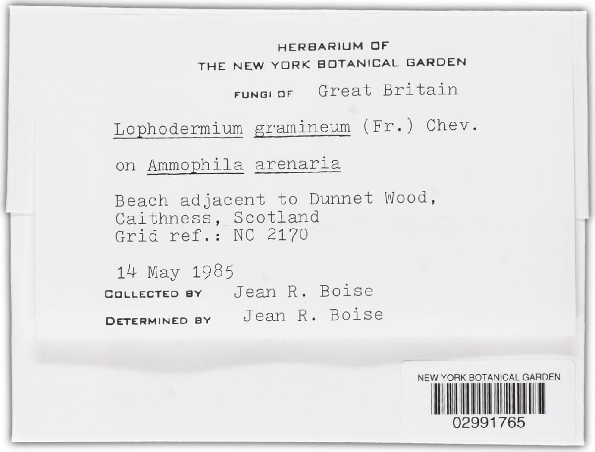Lophodermium gramineum image