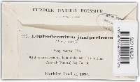 Lophodermium juniperinum image