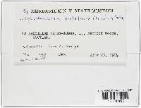 Lophodermium melaleucum image