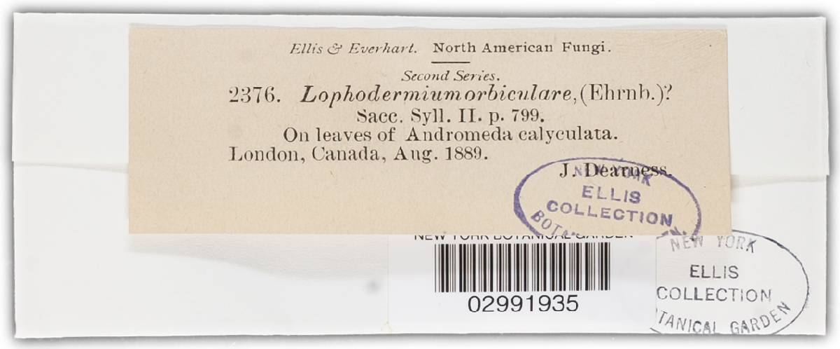 Lophodermium orbiculare image