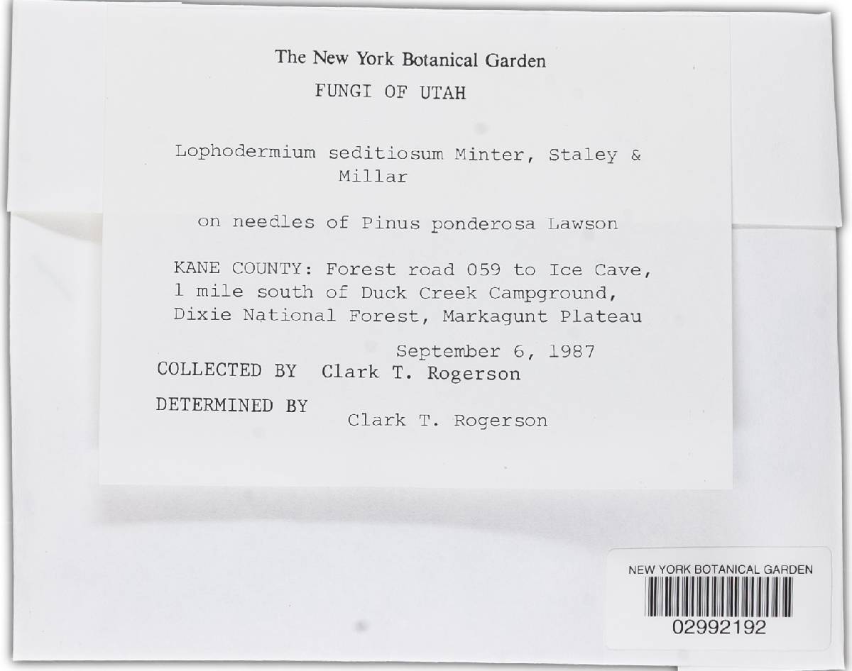 Lophodermium seditiosum image