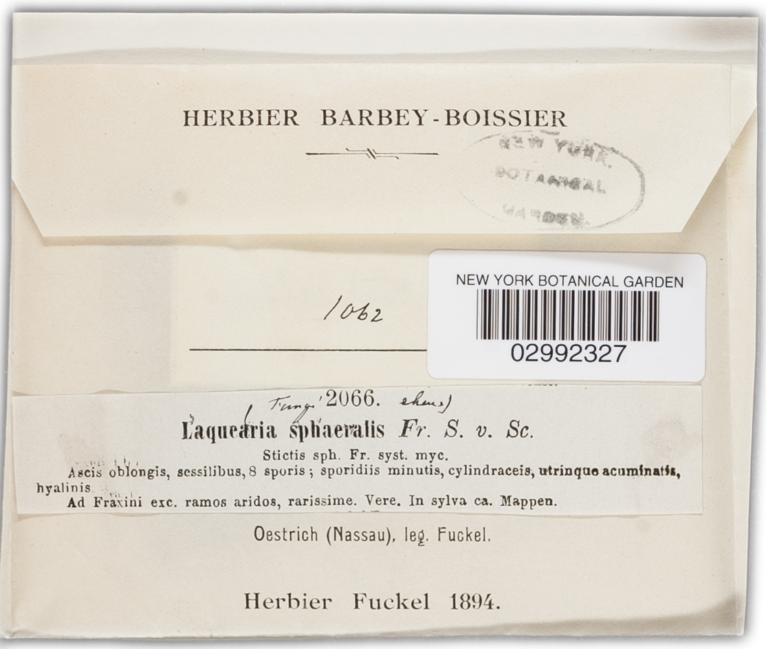 Laquearia sphaeralis image