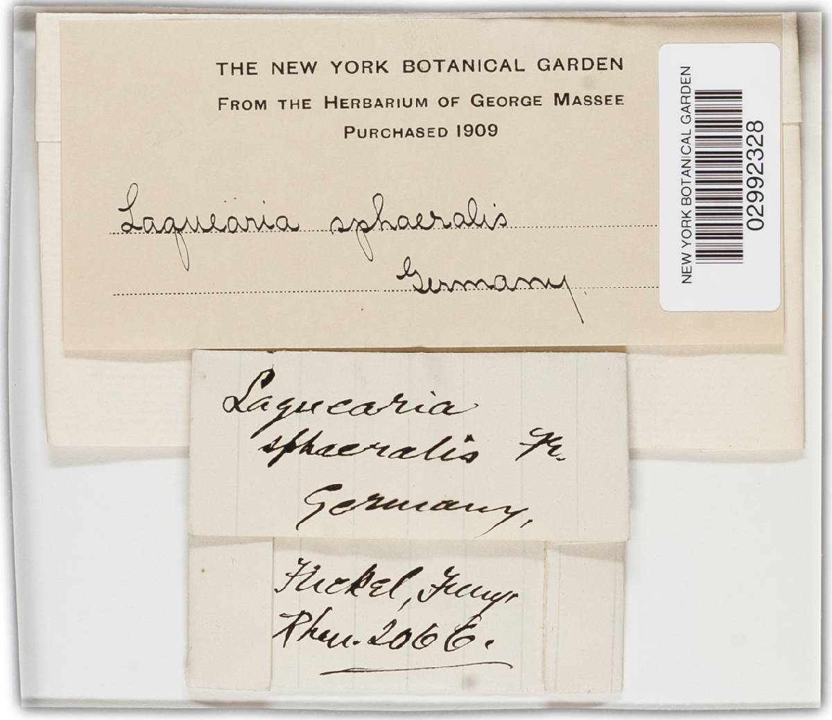 Laquearia sphaeralis image