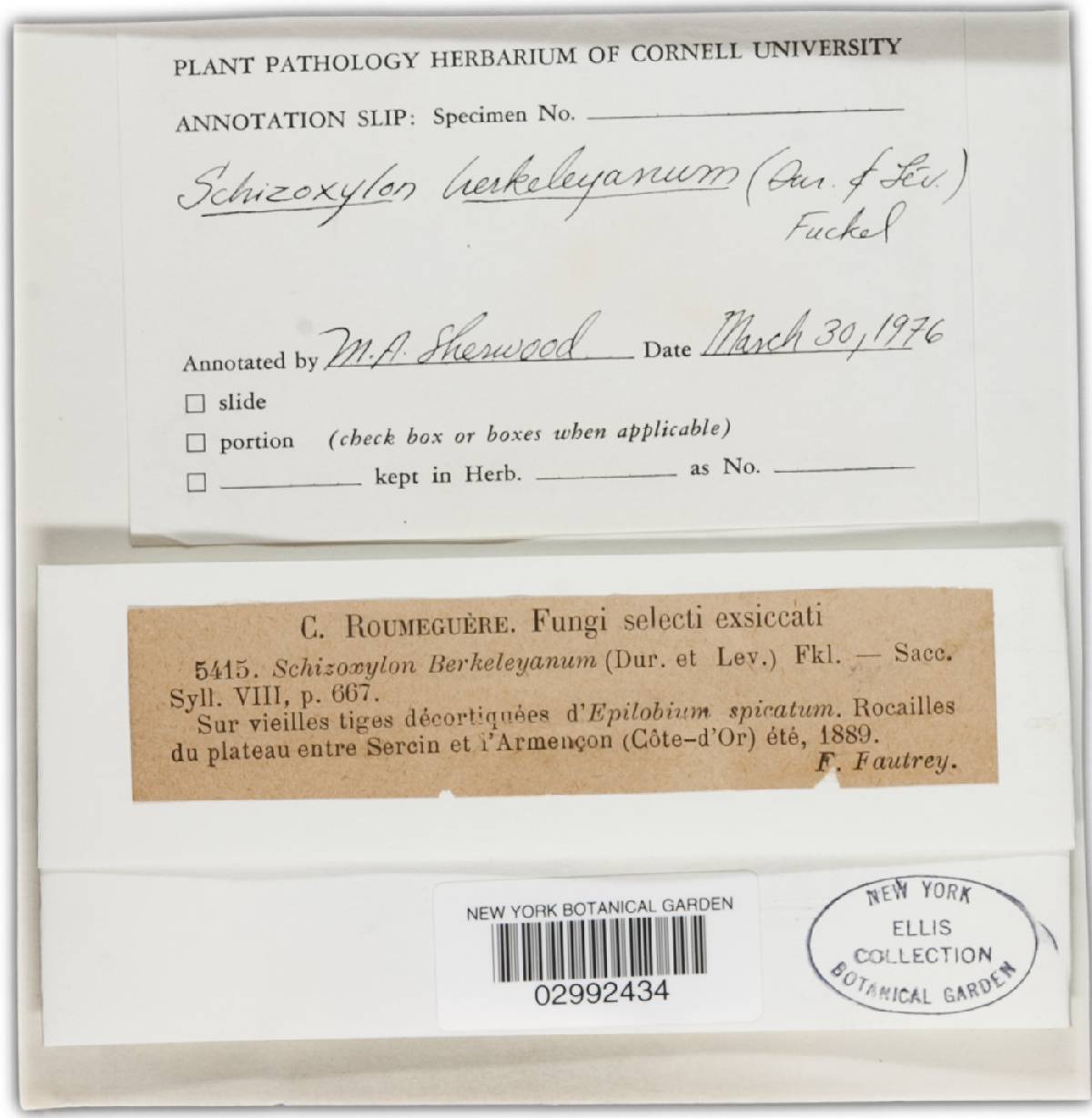 Schizoxylon berkeleyanum image