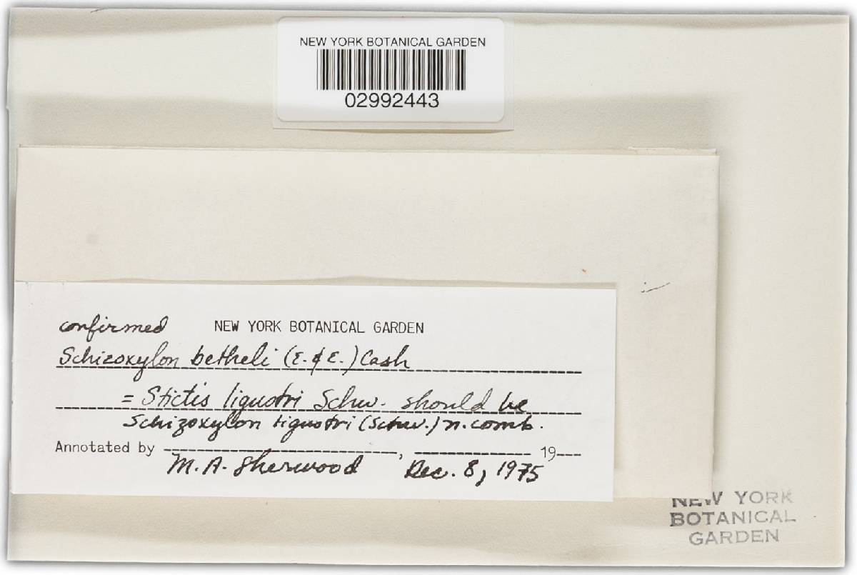 Schizoxylon bethelii image