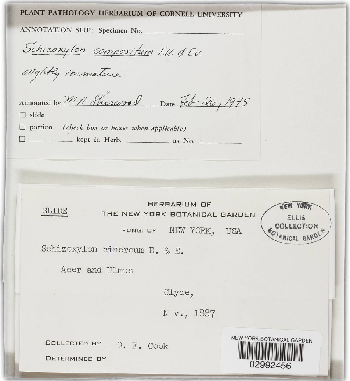 Schizoxylon compositum image