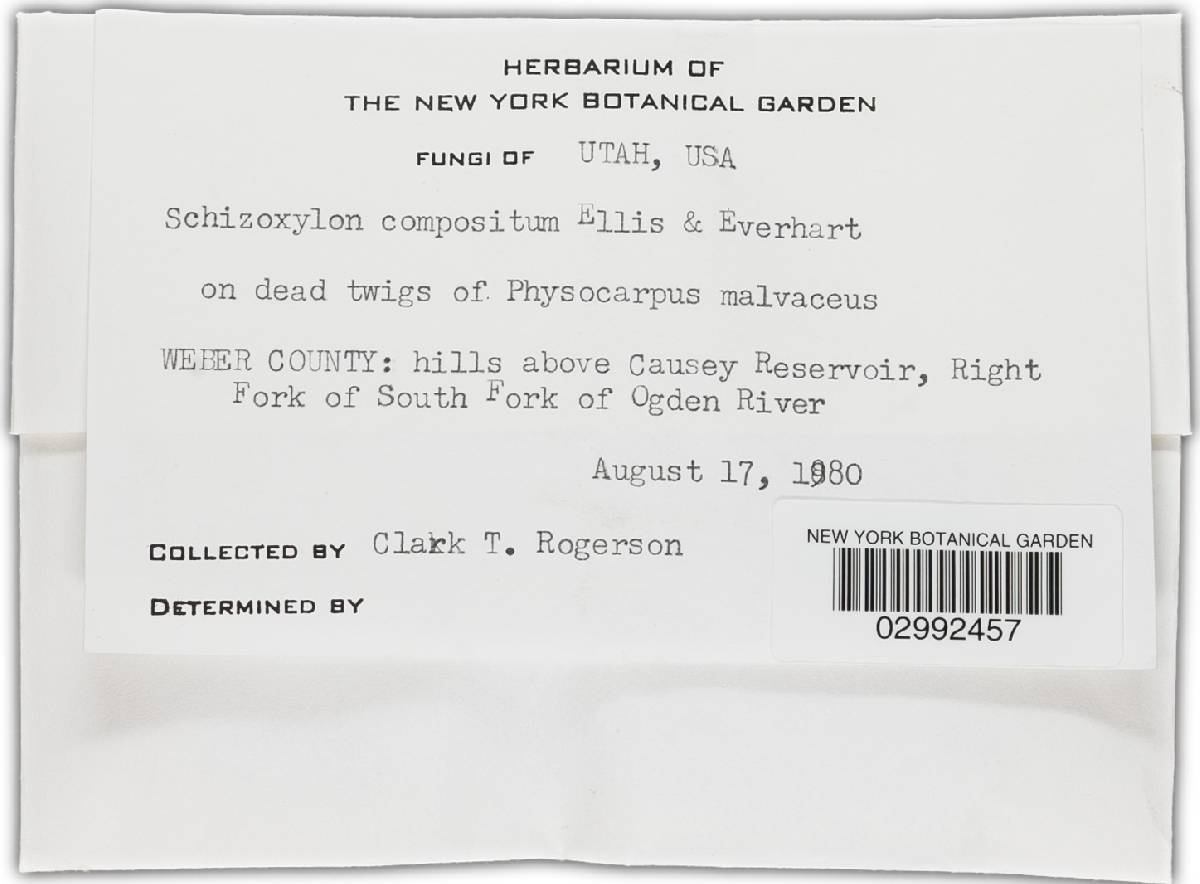 Schizoxylon compositum image