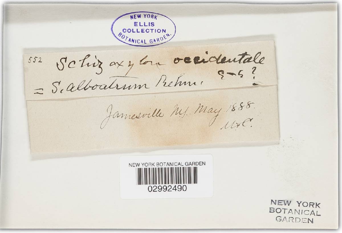 Schizoxylon occidentale image