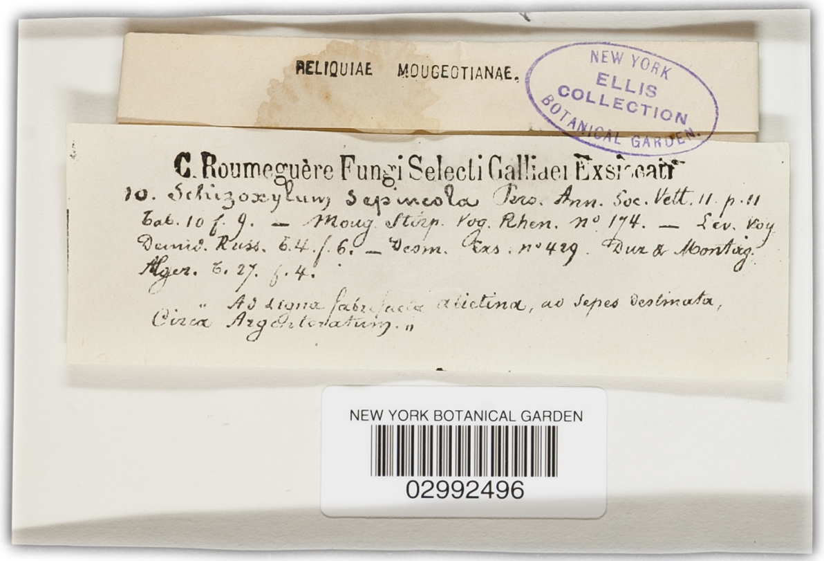 Schizoxylon sepincola image