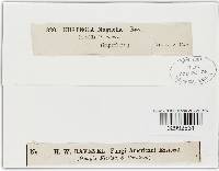 Stegia magnoliae image