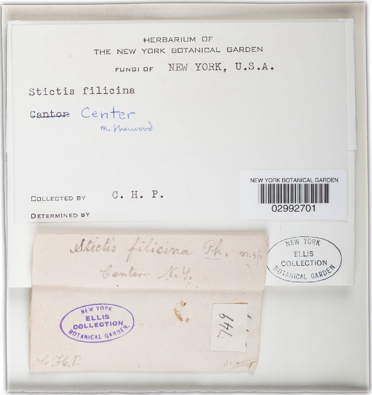Stictis filicina image