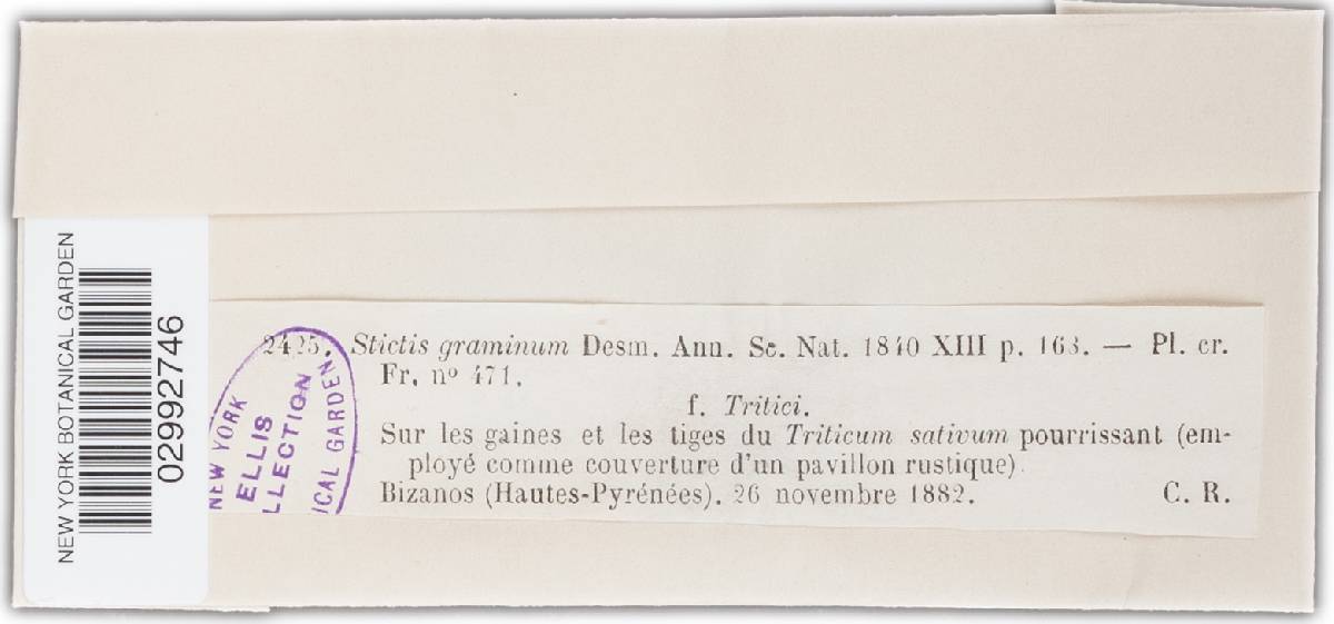 Stictis graminum image
