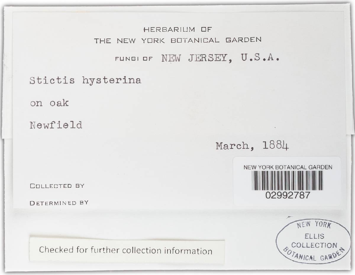 Mellitiosporium hysterinum image