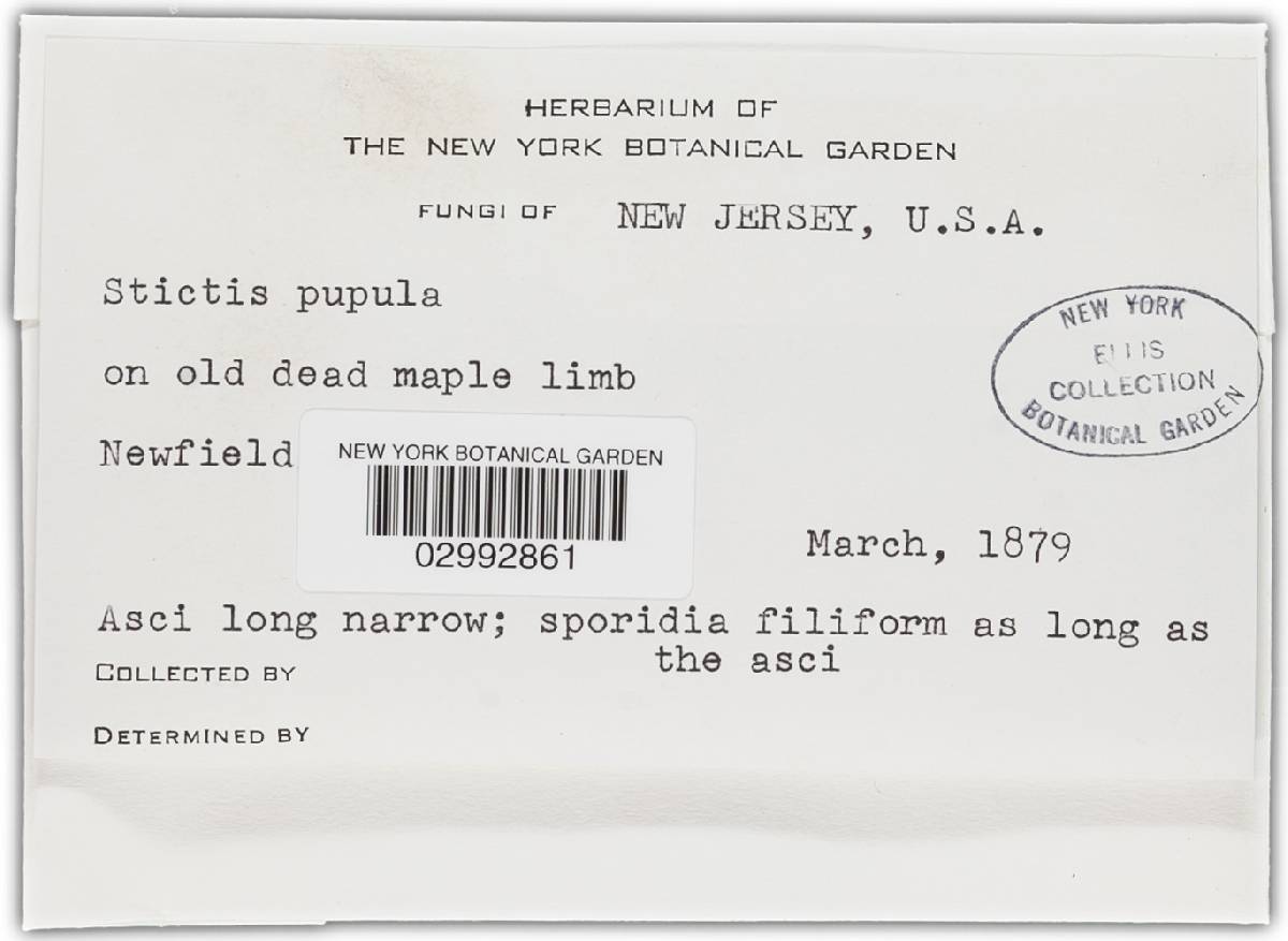 Stictis pupula image