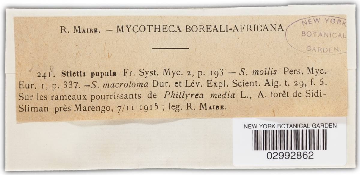 Stictis pupula image